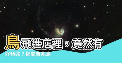 鳥飛進店裡|【鳥飛進家裏代表什麼】鳥飛進家裡暗藏玄機！解讀徵兆，趨吉避。